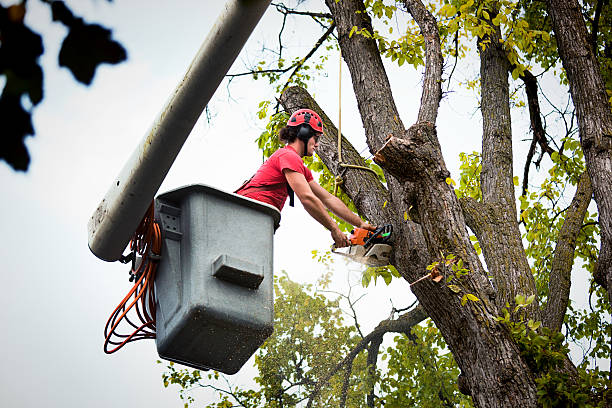 Best Arborist Consultation Services  in Medina, OH